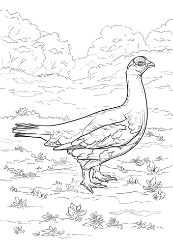 Willow Ptarmigan Coloring Page